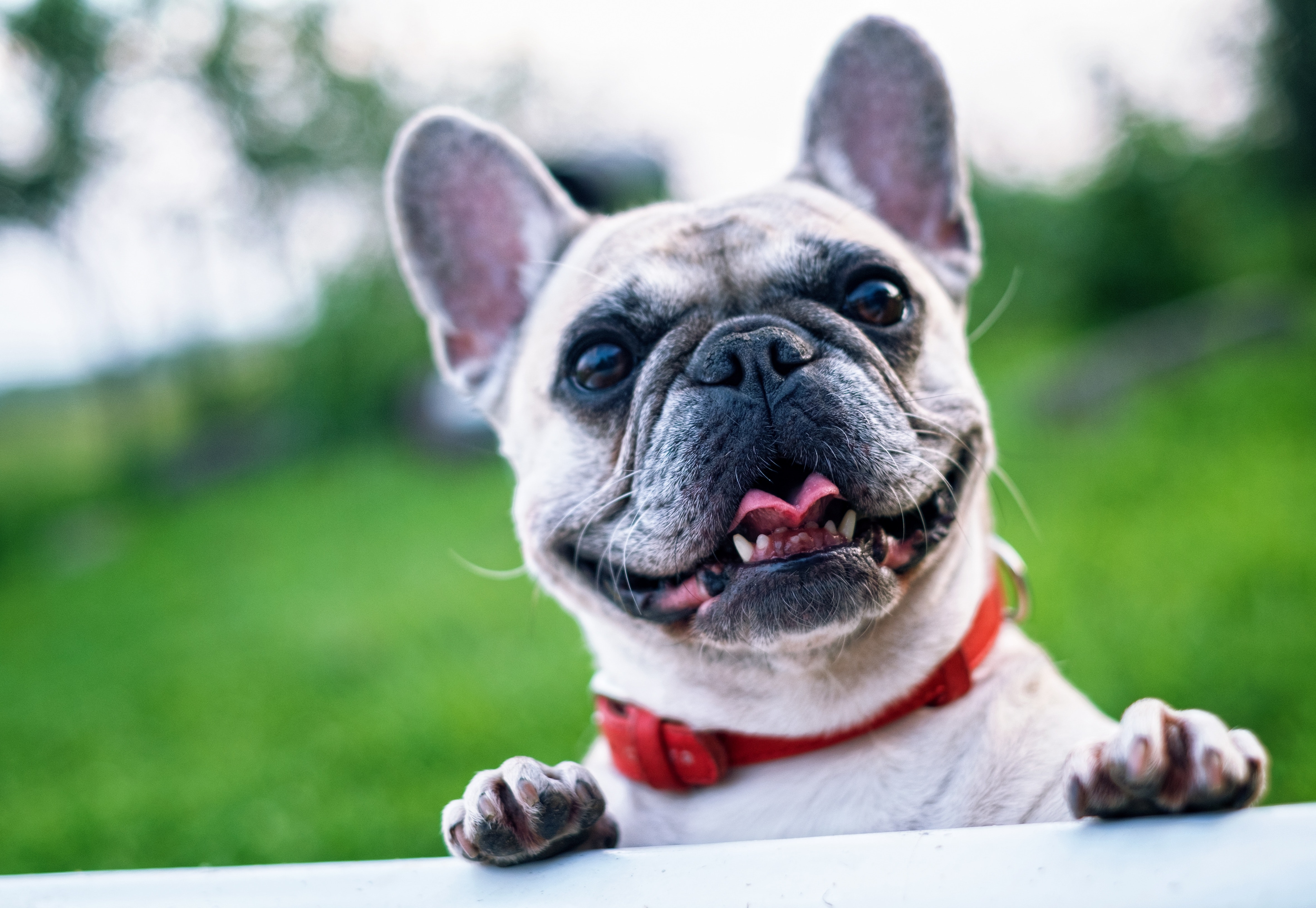 AARP and Pasadena Humane Society Host Free Pet Adoption – NBC Los Angeles AARP and Pasadena Humane Society Host Free Pet Adoption – NBC Los Angeles