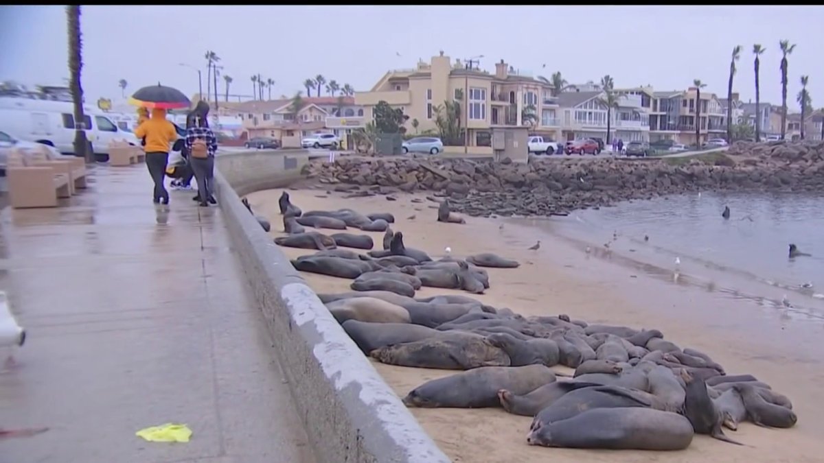 Hundreds of Sea Lions Continue to Occupy Kiddie Beach at Channel Islands  Harbor in Oxnard — Conejo Valley Guide