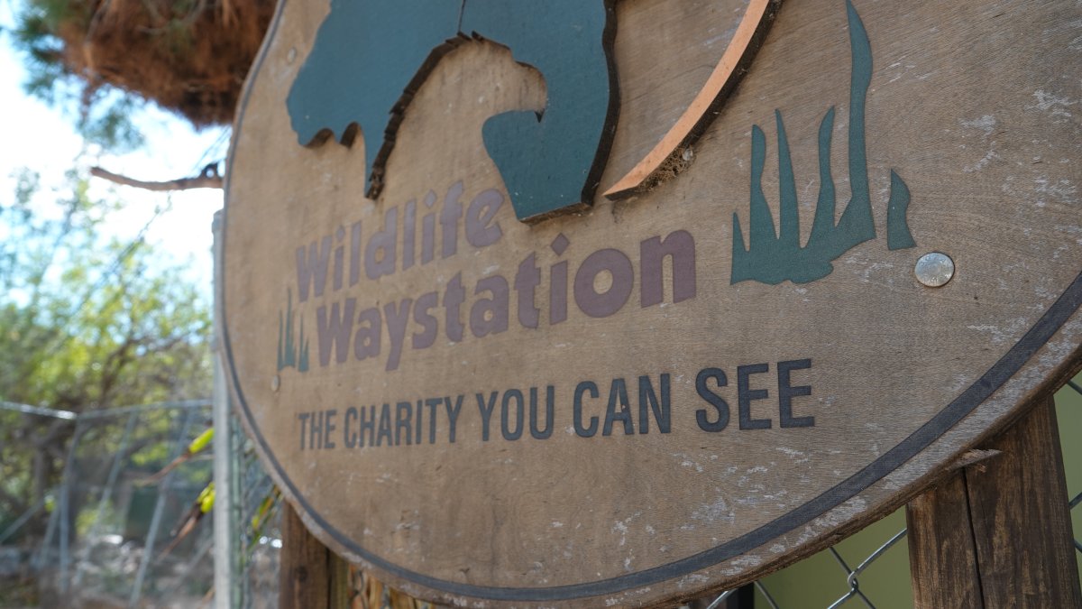 All Stranded Wildlife Waystation Chimpanzees Have Been Rescued and Reunited