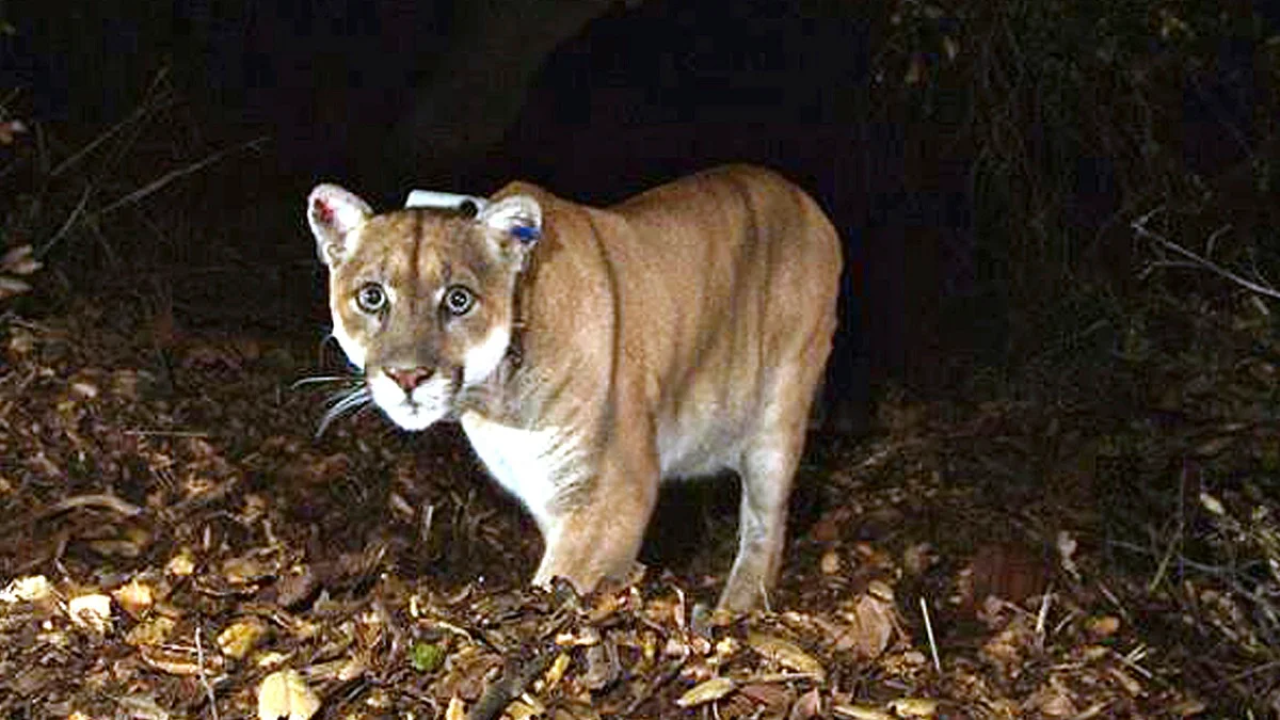 List: P-22 and Other Trailblazers Who Changed How We Think About SoCal's Mountain Lions