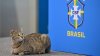 Brazilian Official Throws Cat in Press Conference, Fans Left in Shock
