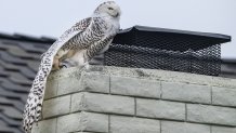 Cypress, CA - December 27: A snowy owl perches on the top of a chimney of a home in Cypress on Tuesday afternoon, December 27, 2022, as bird watchers and photographers gather on the street below to see the very unusual sight. A snowy owl, certainly not native to Southern California, has made an appearance in a residential Cypress neighborhood, drawing avid ornithologists and curious bird gawkers alike. (Photo by Mark Rightmire/MediaNews Group/Orange County Register via Getty Images)