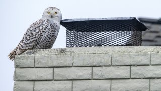 Cypress, CA – December 27: A snowy owl perches on the top of a chimney of a home in Cypress on Tuesday afternoon, December 27, 2022, as bird watchers and photographers gather on the street below to see the very unusual sight. A snowy owl, certainly not native to Southern California, has made an appearance in a residential Cypress neighborhood, drawing avid ornithologists and curious bird gawkers alike. (Photo by Mark Rightmire/MediaNews Group/Orange County Register via Getty Images)