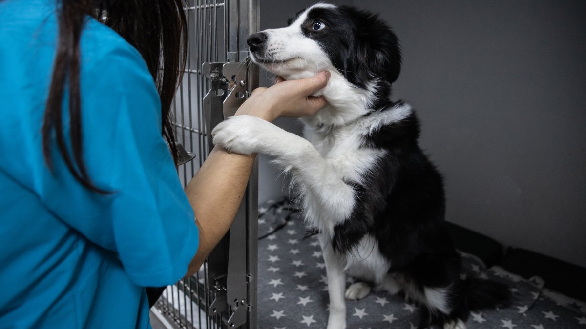 Wag a tail for Dogust, when we paws to celebrate the birthday of shelter pups