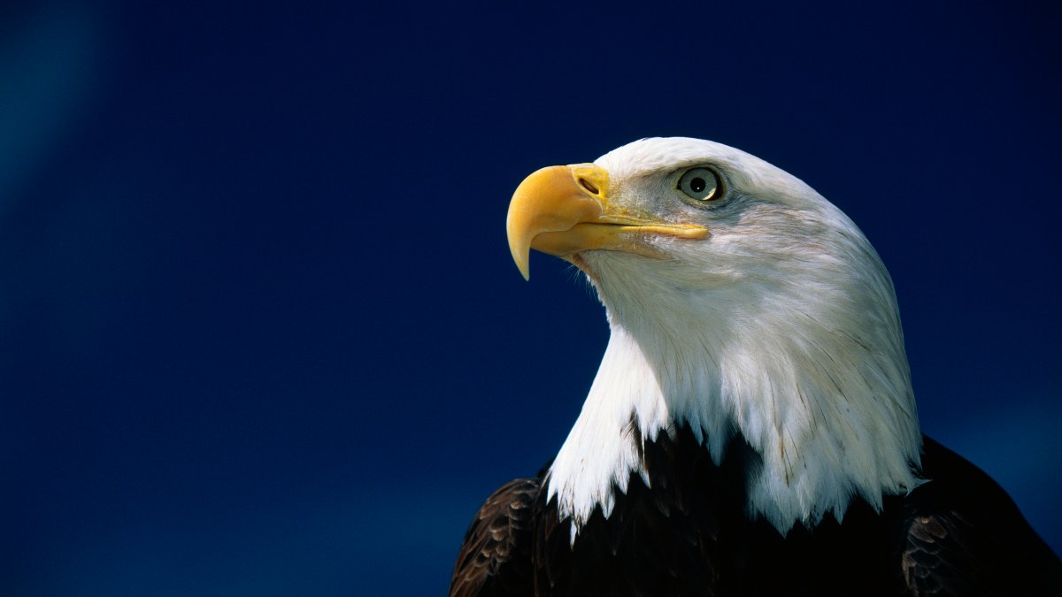 3 Bald Eagles Die in Minnesota After Eating Euthanized Animals – NBC Los Angeles - Vimarsana News