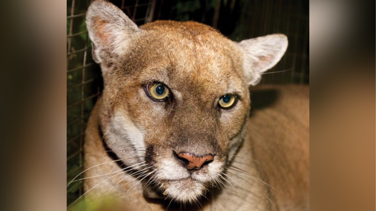 Memorial Hike Planned at Griffith Park for Iconic Mountain Lion P-22