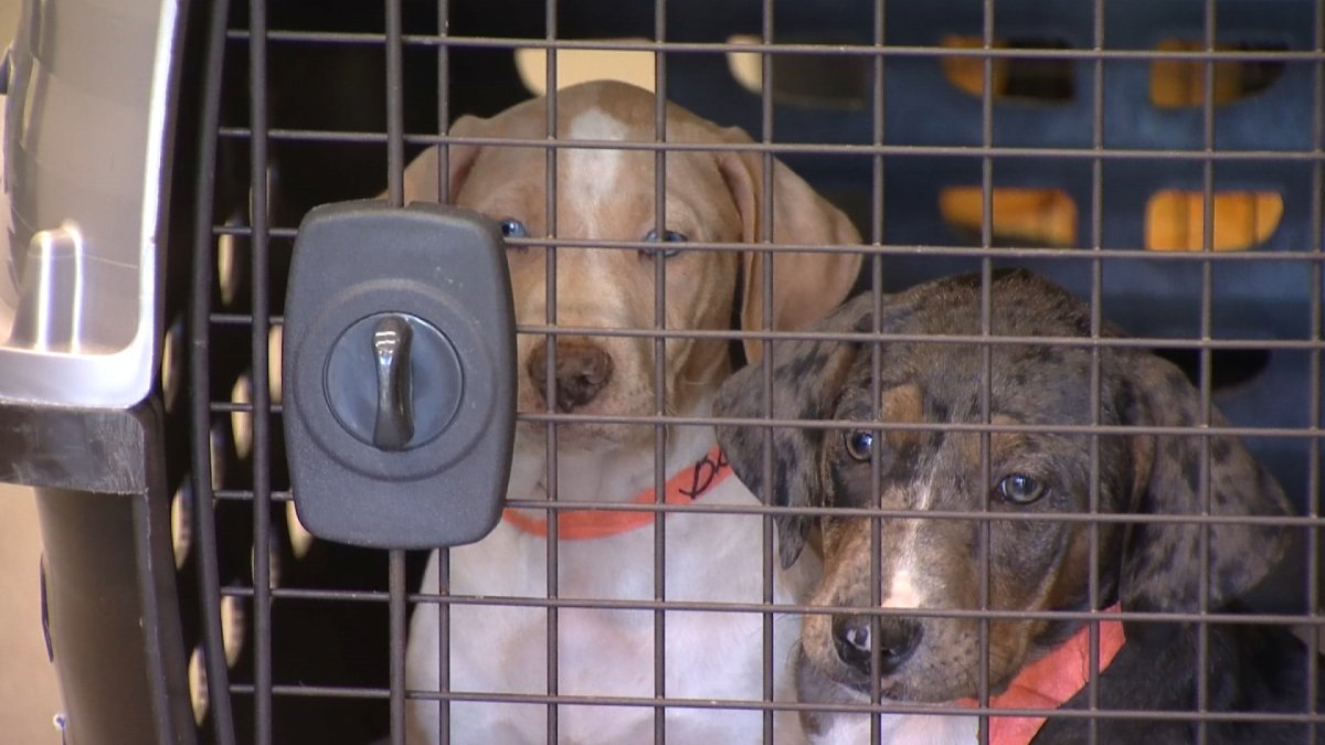 38 Puppies Survive Car Crash in Texas While Being Transported to San(02)