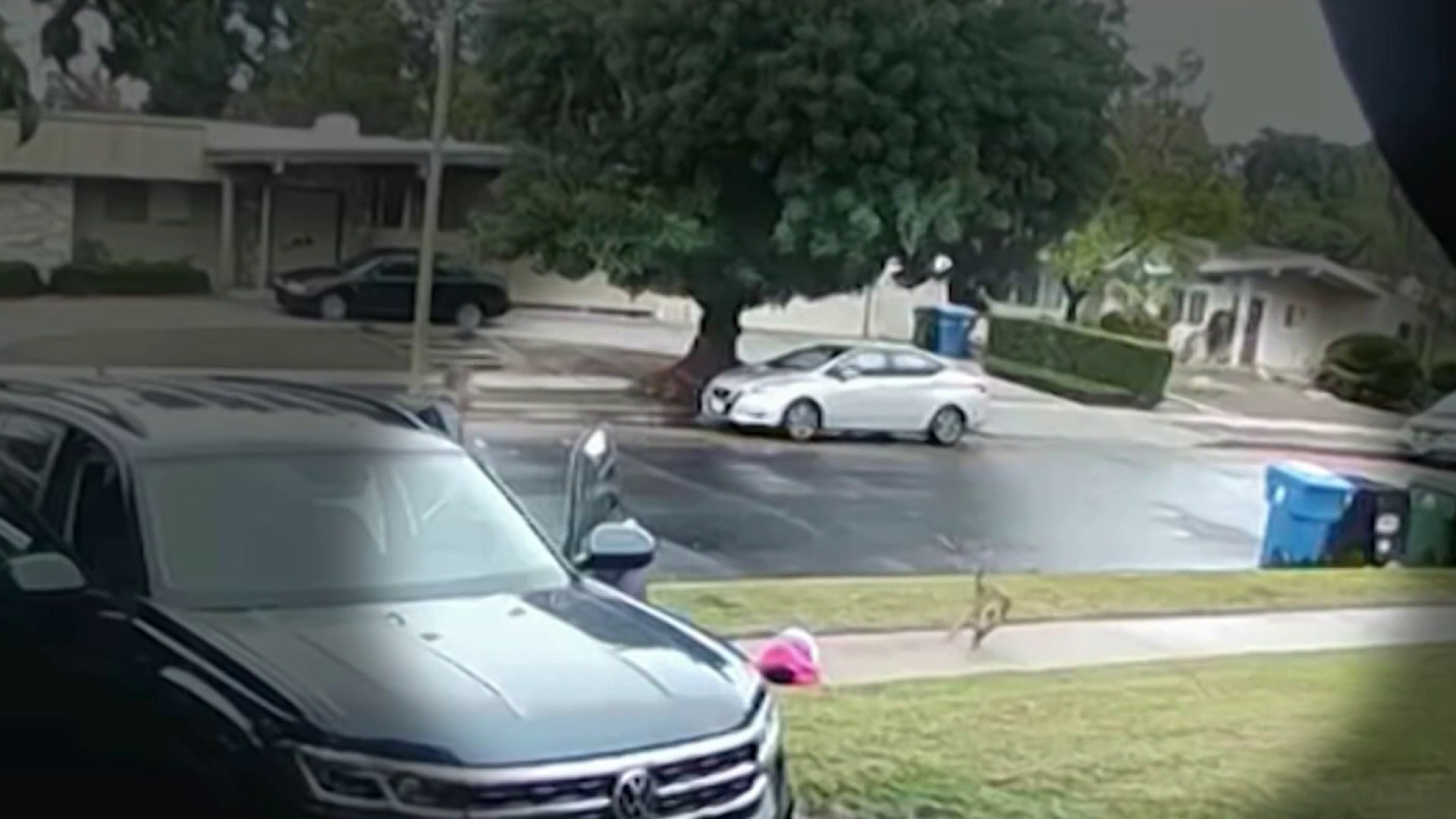 Coyote That Attacked Toddler in Woodland Hills is Euthanized