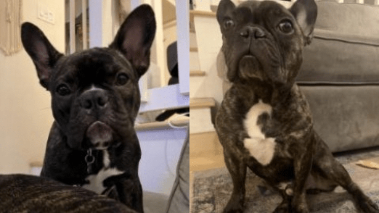 Police Arrest Man Accused of Gunpoint Robbery of Pregnant Woman's French Bulldogs