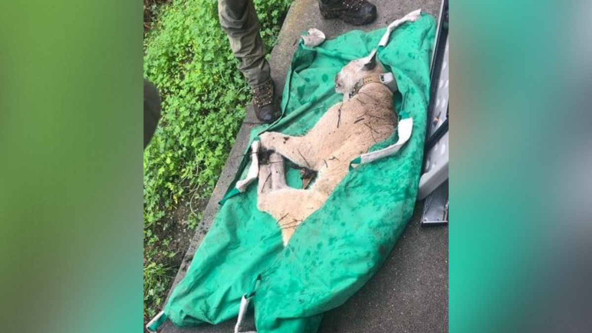 Wildlife Officials Capture Famed P-22 Mountain Lion - Vimarsana News