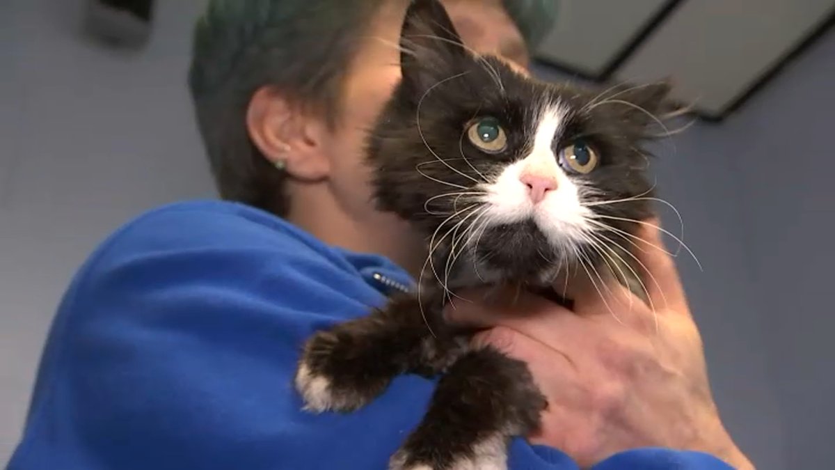 Long Island Family to Be Reunited With Mimi, Cat Missing 10 Years NBC