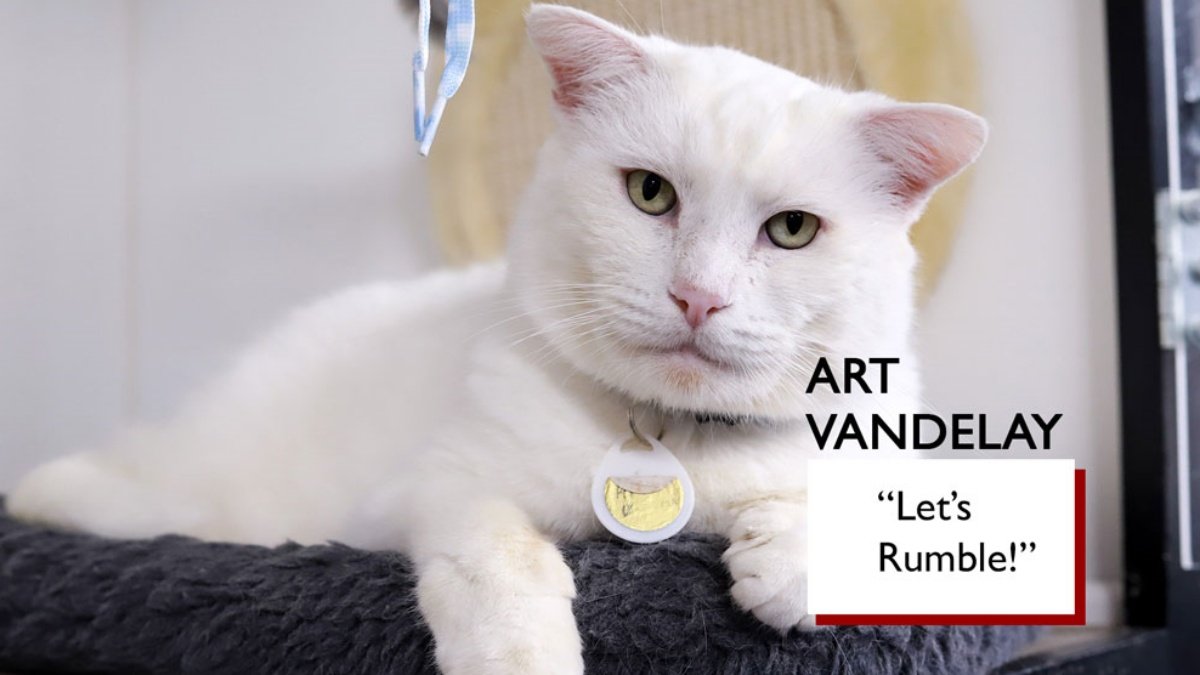 A Pasadena Cat Café Will Celebrate a Feline-Themed 'Festivus' – NBC Los Angeles - Vimarsana News