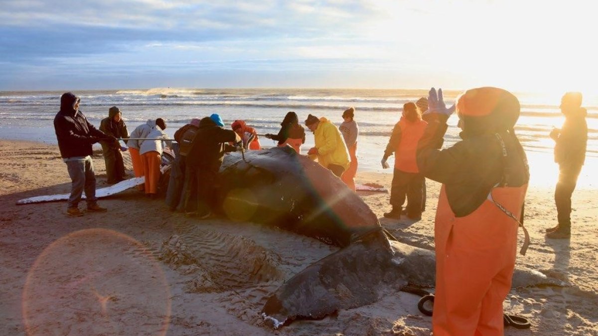 Humpback Whale That Washed Up on NJ Beach Likely Died From Vessel Strike – NBC Los Angeles - Vimarsana News