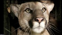 Mountain Lion P-81 Killed by Car on PCH