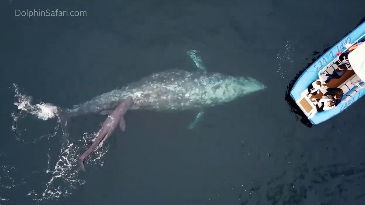 Watch: Whale Gives Birth and Shows Off Calf to Whale Watching Tour – NBC Los Angeles - Vimarsana News