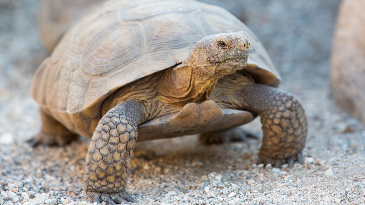 Devotees of a Beloved Desert Tortoise Await Her Emergence – NBC Los Angeles