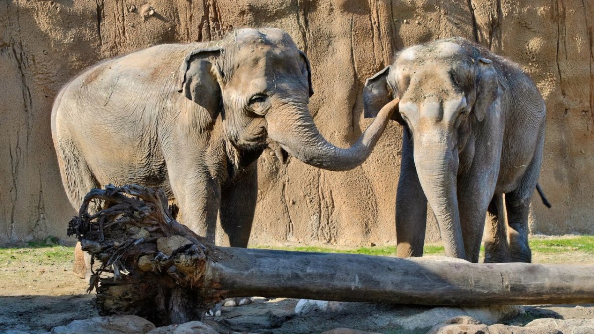 Jewel, gajah Asia tertua di Kebun Binatang Los Angeles, mati pada usia 61 tahun – NBC Los Angeles
