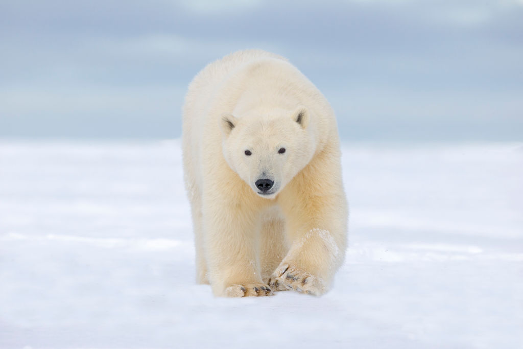 Polar Bear Mauls and Kills Woman and Boy in Remote Alaskan Village