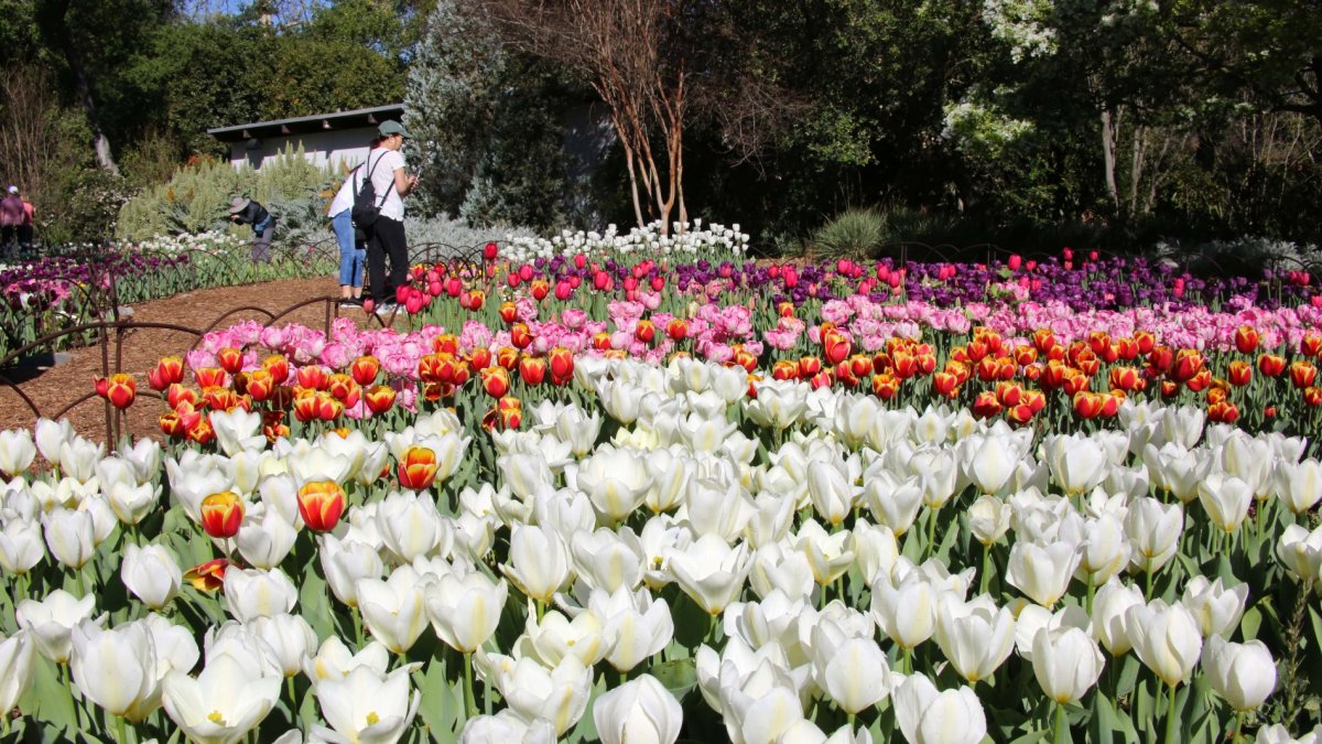 It’s Time to Plant 30,000 — Yes, 30,000 — Tulips at Descanso Gardens