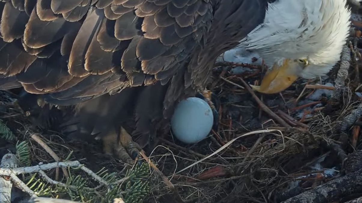 The First Egg Of 2023 Arrives For Big Bear’s Beloved Bald Eagles – NBC ...