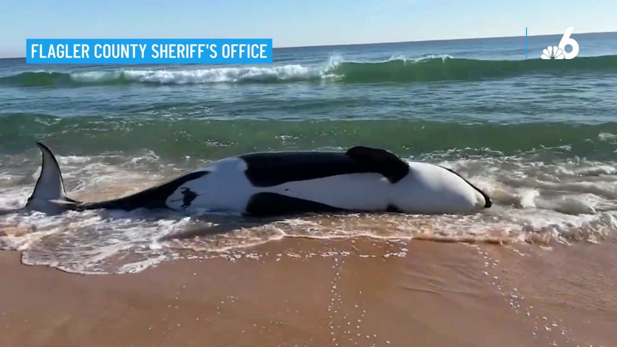 Killer Whale Dies After Beaching Itself on Florida Coast – NBC Los Angeles