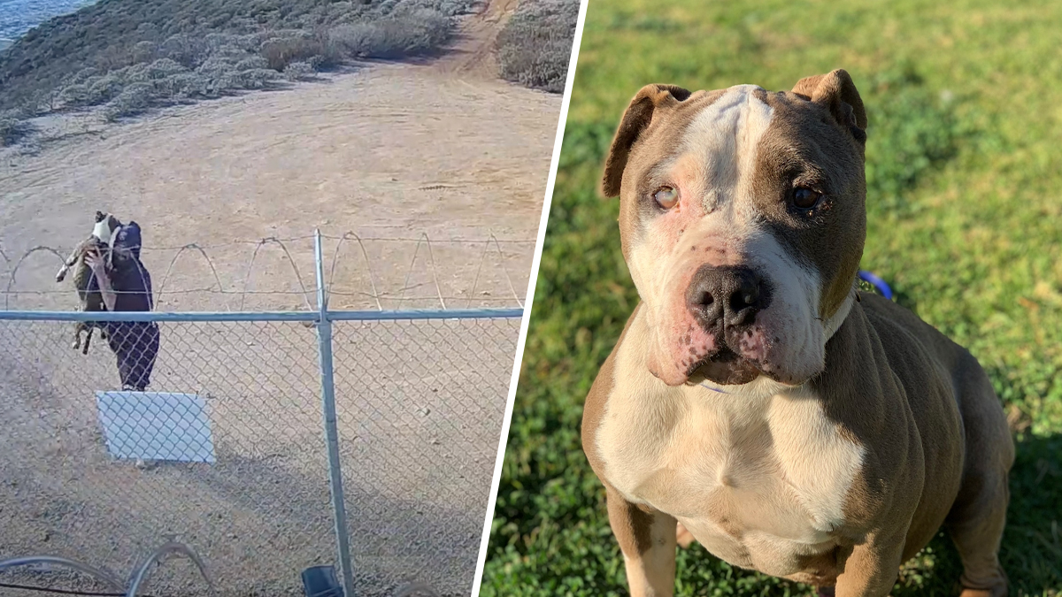 Man Accused of Hurling Dog Over Fence in Riverside County Arrested