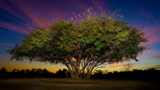 Celebrated photographer Moses Sparks will present some of his favorite “tree portraits” at the upcoming exhibit at King Gillette Ranch in Calabasas.