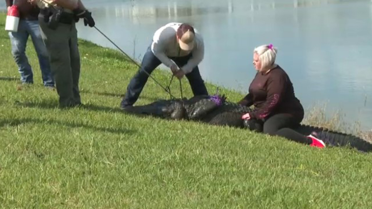 85-Year-Old Florida Woman Killed in Alligator Attack While Walking Dog ...