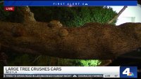 Toppled Tree Crushes Cars in West LA