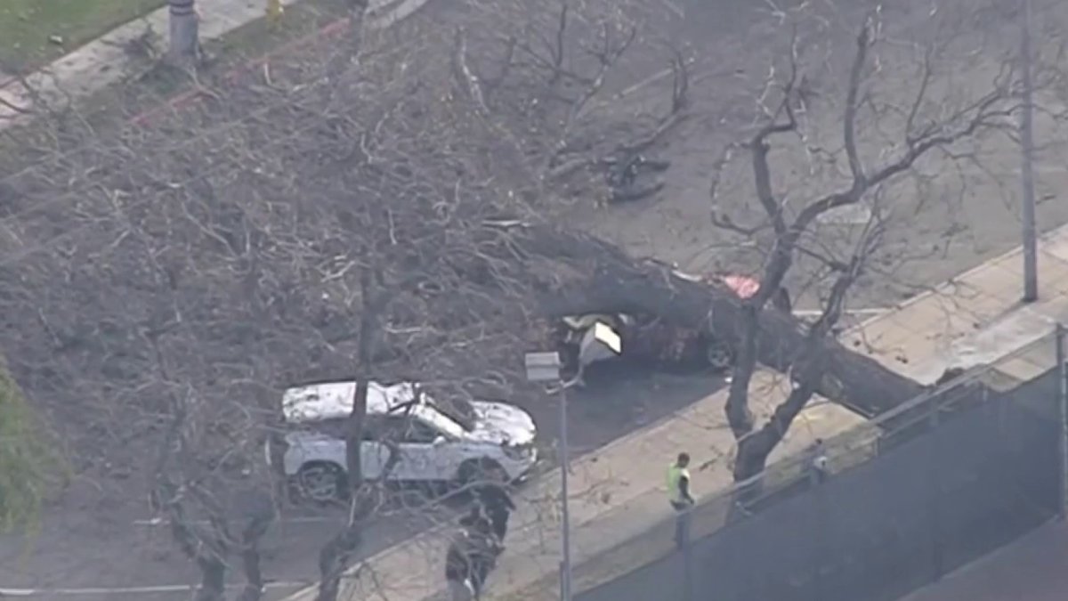 Woman Killed After Tree Falls on Parked Car – NBC Los Angeles