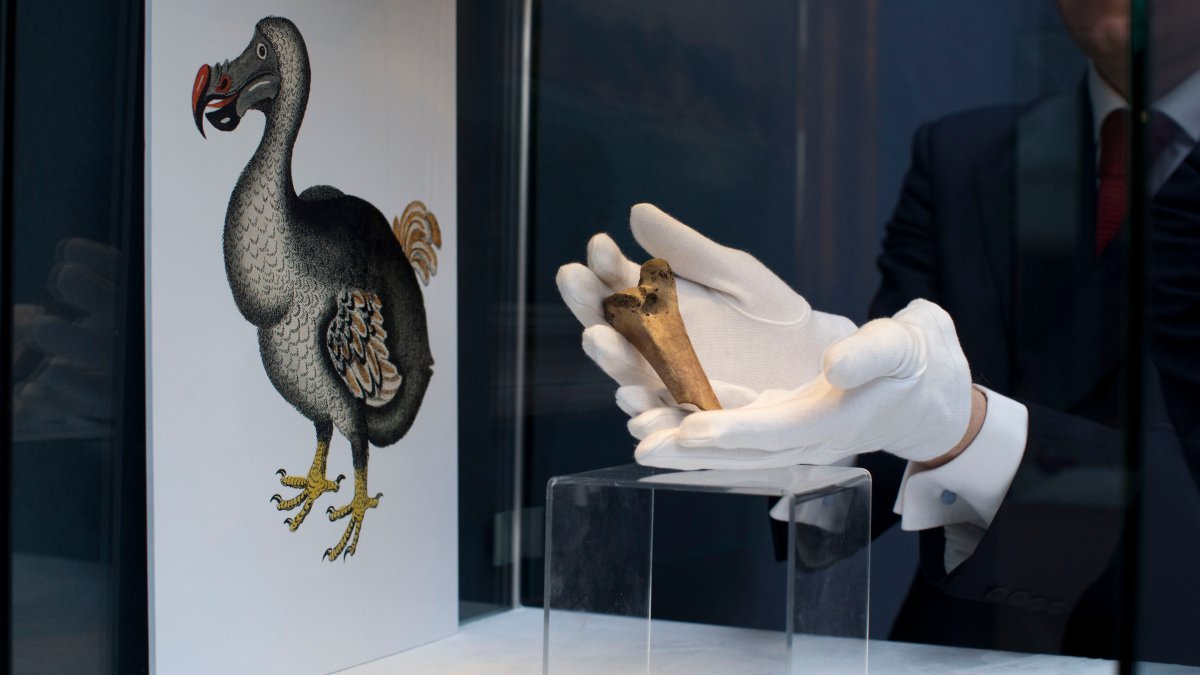 Bring Back Dodo Bird? Scientists Want to Try It – NBC Los Angeles - Vimarsana News