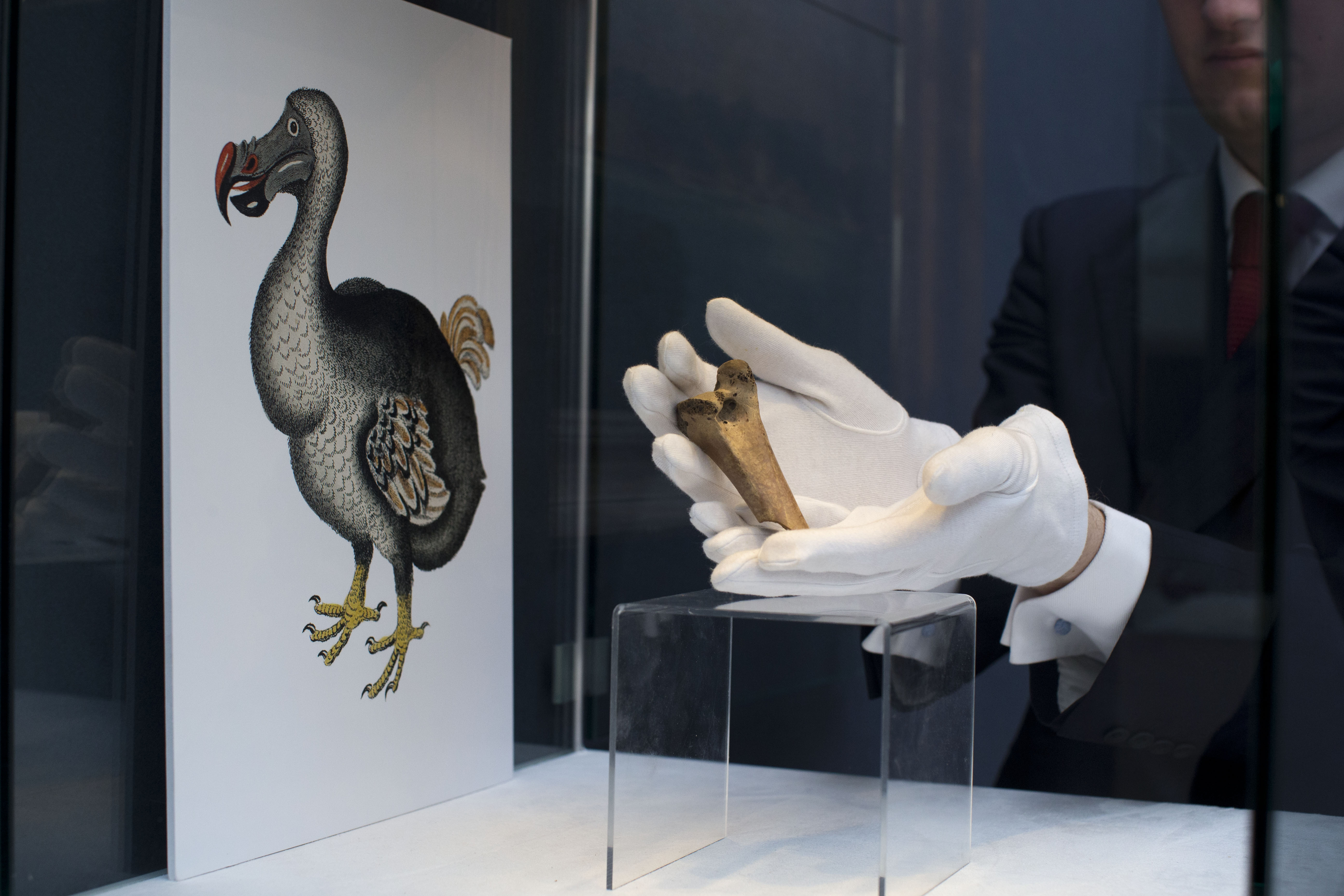 Bring Back Dodo? Scientists Want to Resurrect the Extinct Bird Species