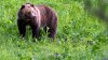 Lawmakers scrap plan that could have reintroduced grizzly bears to California