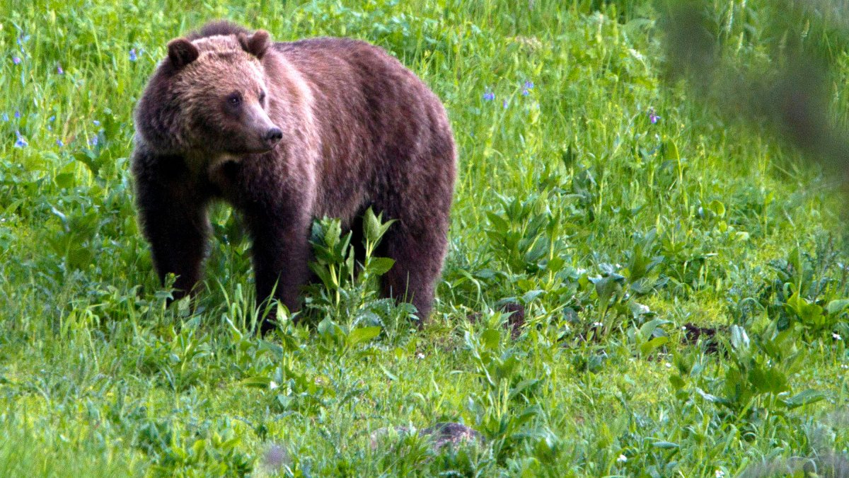 Lawmakers scrap plan that could have reintroduced grizzly bears to California