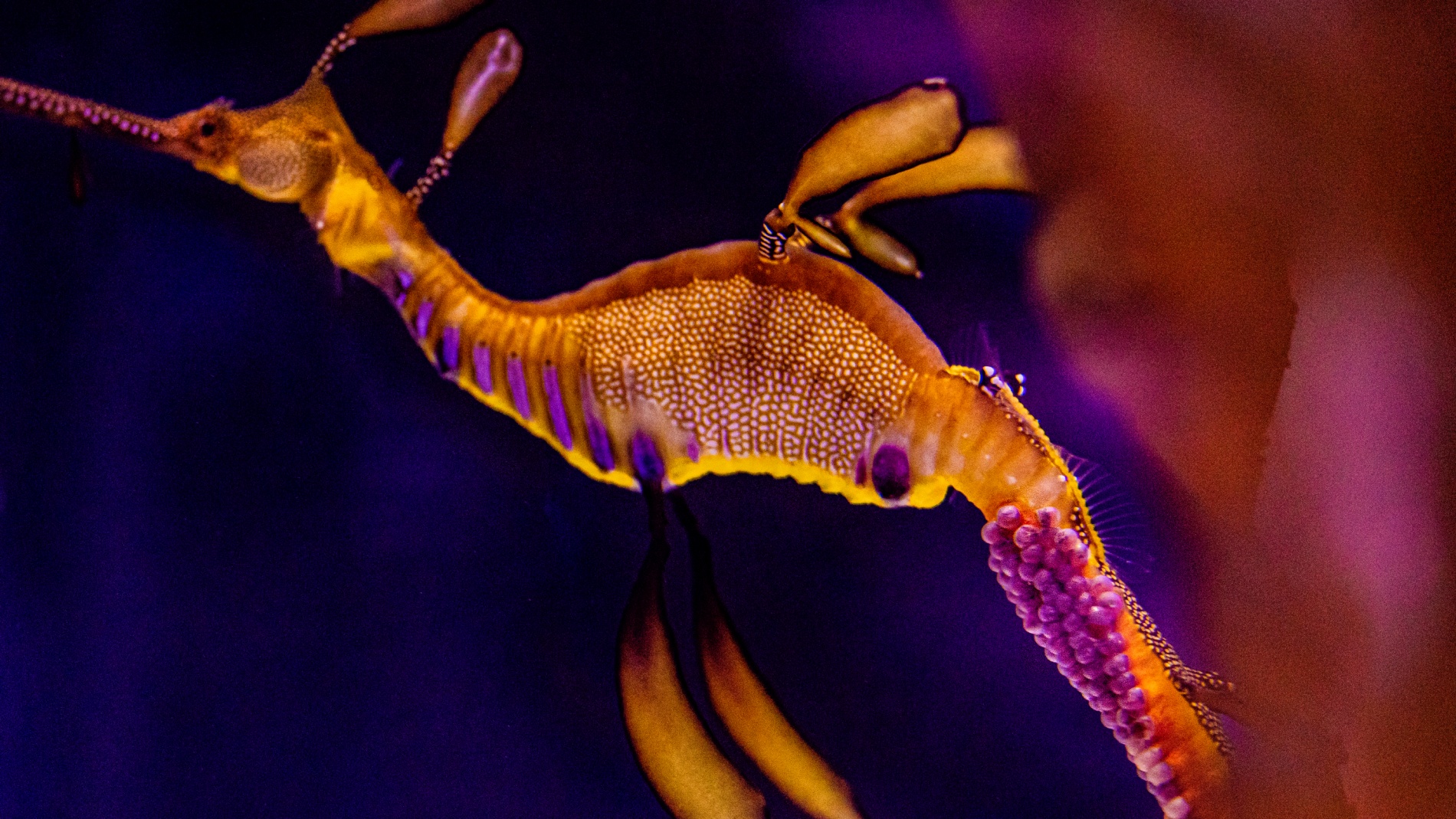 So Many Little Seadragon Eyes: Birch Aquarium Prepares for a Bundle of Babies – NBC Los Angeles So Many Little Seadragon Eyes: Birch Aquarium Prepares for a Bundle of Babies – NBC Los Angeles