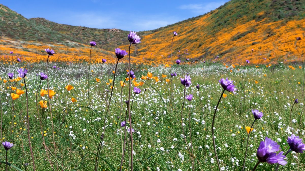 A Free Hotline Devoted to the Latest Wildflower Sightings Is About to