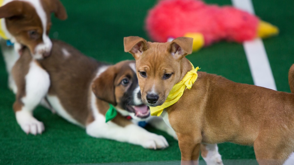 Six Connecticut rescue dogs playing in Puppy Bowl; halftime show