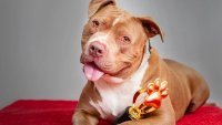 Cast Your Vote in the First-Ever ‘Adoptable Pet Awards'