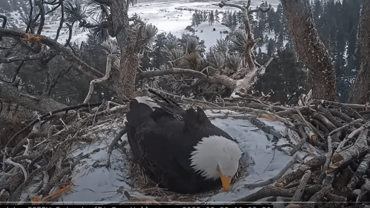 Co-Parenting Big Bear Bald Eagles Take Turns to Keep Their Eggs Warm