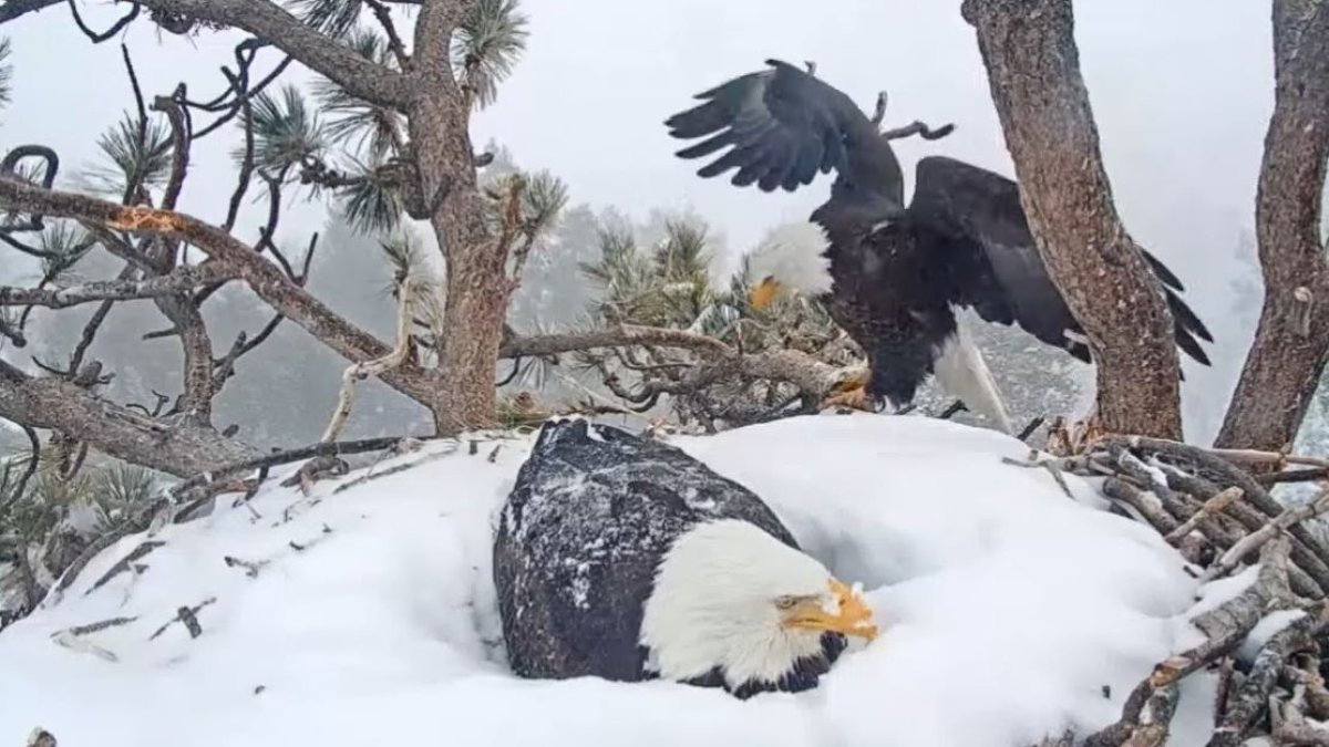 See How Big Bear's Eagles Are Weathering the Snowstorm – NBC Los Angeles - Vimarsana News