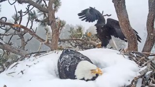 Big Bear's eagles are pictured during a February 2023 snowstorm.