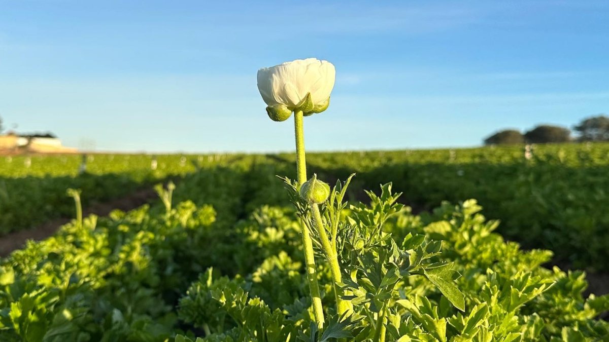 One of Our State's Biggest Signs of Spring Just Popped in Carlsbad - Vimarsana News