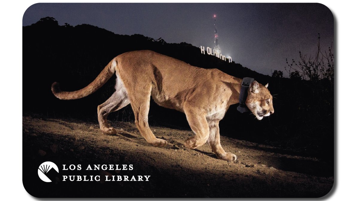 P22 Library Cards Debut at all Los Angeles Public Library Branches
