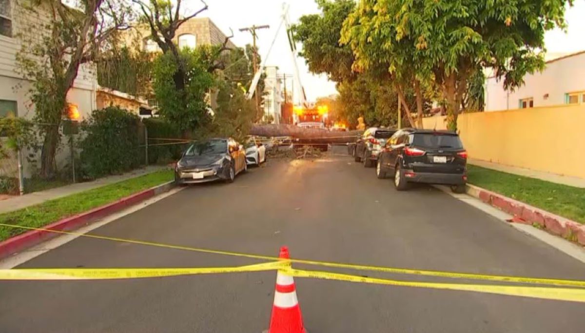 Three Cars Crushed by Uprooted Tree in West LA During Night of Strong Winds