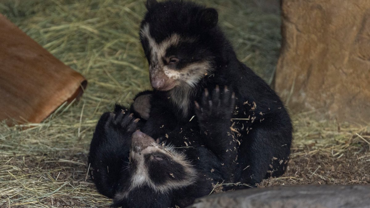 San Diego Zoo Welcomes Twin Andean Bear Cubs – NBC Los Angeles - Vimarsana News