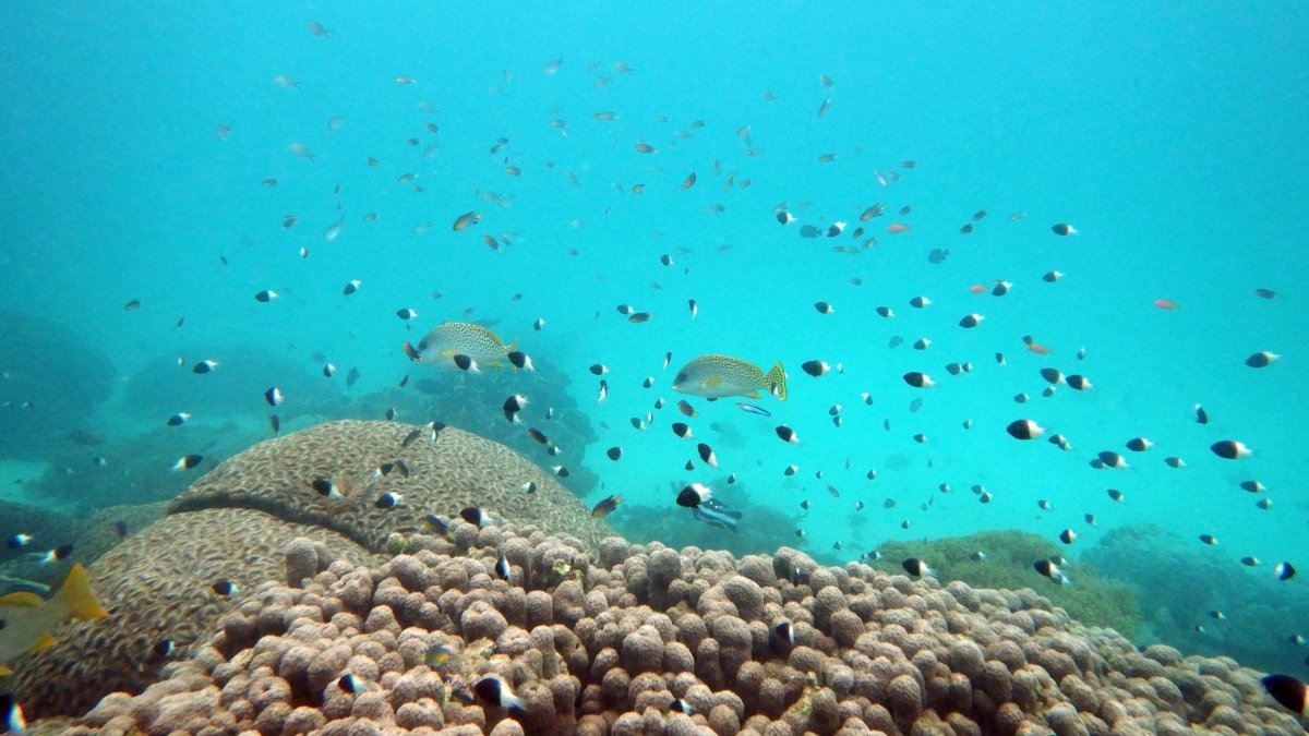 U.N. Creates Treaty to Protect Marine Life on High Seas – NBC Los Angeles - Vimarsana News
