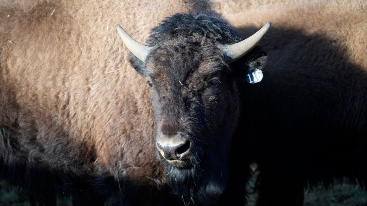 US Reintroduces Bisons to Native Lands in Oklahoma, Colorado – NBC Los Angeles - Vimarsana News
