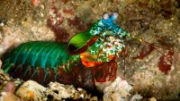 Monterey Bay Aquarium's ‘Shrimp Week' Is a Really Big Deal