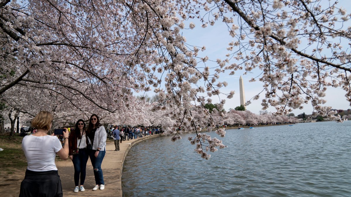 Cherry Blossom Season Is Here. See Why Trees Are Blooming Earlier