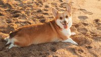 Sand Sploots, Zoomies, and Bacon Bubbles: Get Corgi Beach Day Tips Now